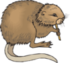 Coypu Eating Clip Art